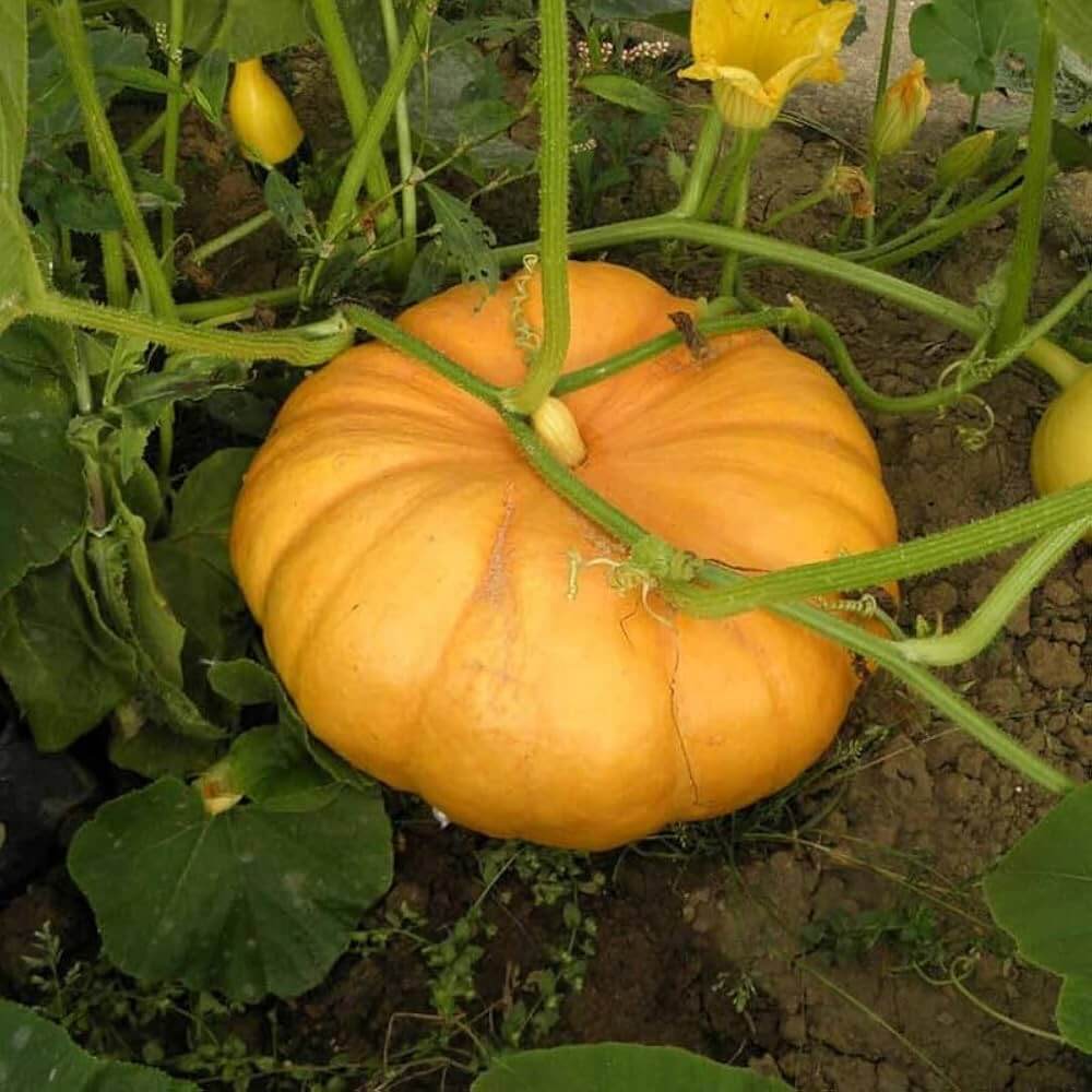Pumpkin Seeds - Vegetable Plant for Home Gardens