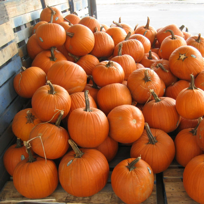Pumpkin Seeds