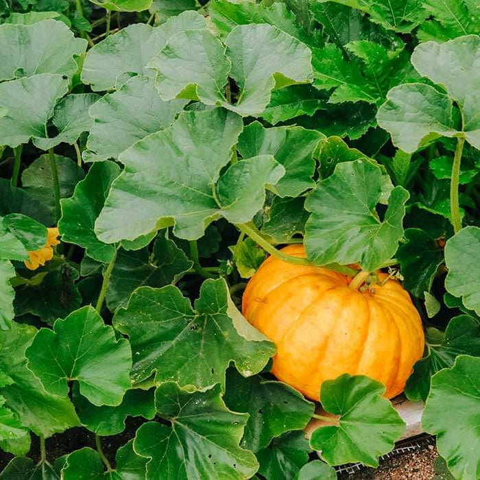 Pumpkin Seeds
