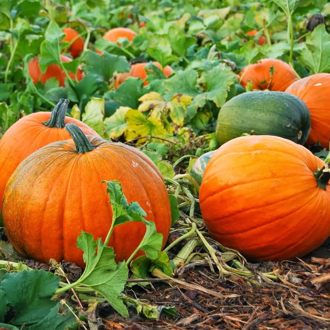 Pumpkin Seeds