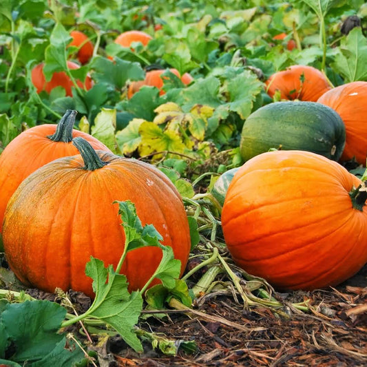 Pumpkin Seeds