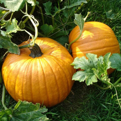 Pumpkin Seeds - Vegetable Plant for Home Gardens