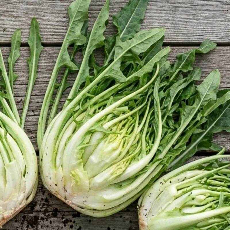 Puntarelle Seeds