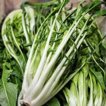 Puntarelle Seeds