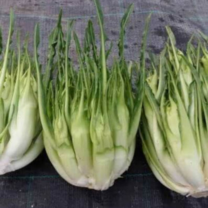 Puntarelle Seeds