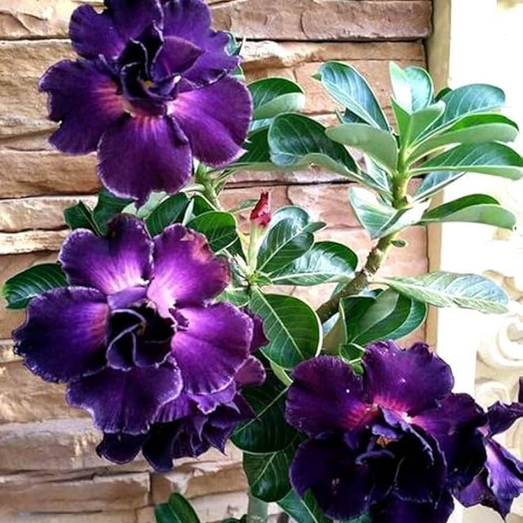 Purple Adenium Obesum Seeds - Flower Plant