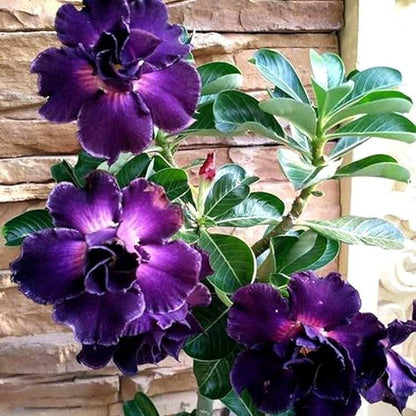 Purple Adenium Obesum Seeds - Flower Plant