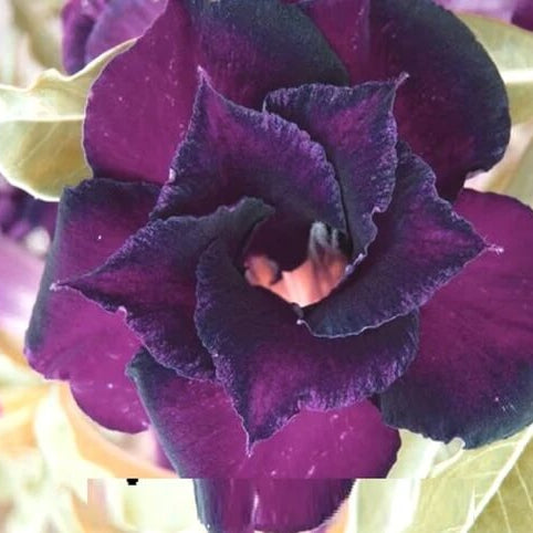Purple Adenium Obesum Seeds - Flower Plant