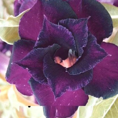 Purple Adenium Obesum Seeds - Flower Plant