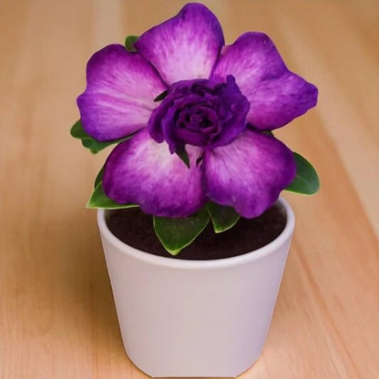 Purple Adenium Obesum Seeds - Flower Plant