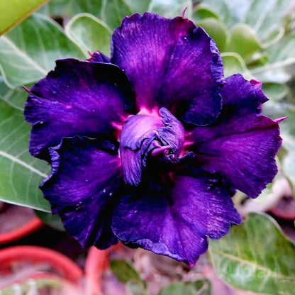 Purple Adenium Obesum Seeds - Flower Plant