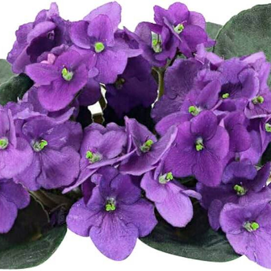 Purple African Violet Seeds - Flower Plant