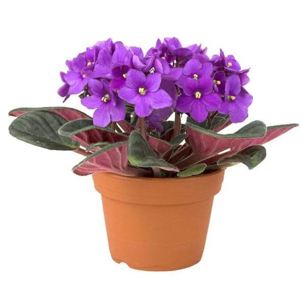 Purple African Violet Seeds - Flower Plant