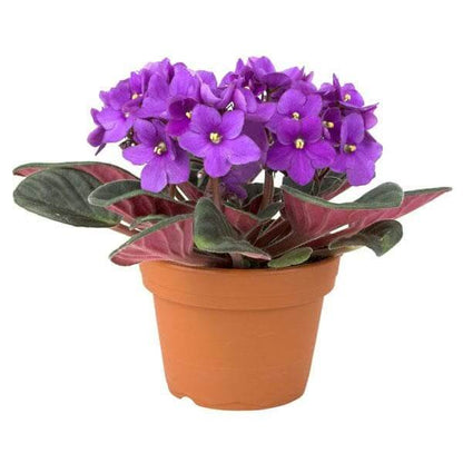 Purple African Violet Seeds - Flower Plant