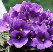 Purple African Violet Seeds - Flower Plant