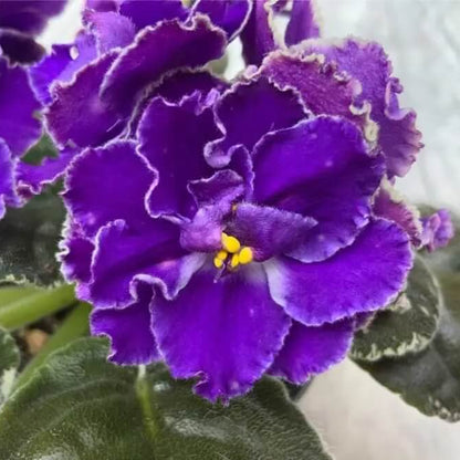 Purple African Violet Seeds - Flower Plant