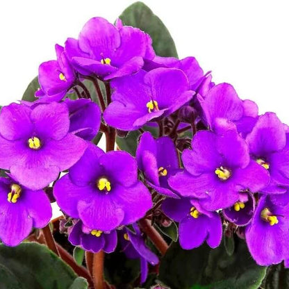 Purple African Violet Seeds - Flower Plant