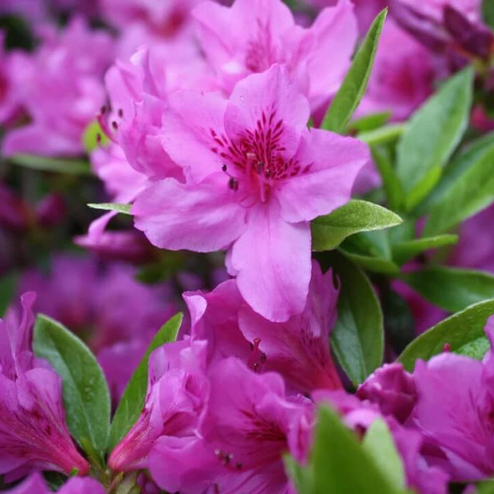 Purple Azalea Seeds