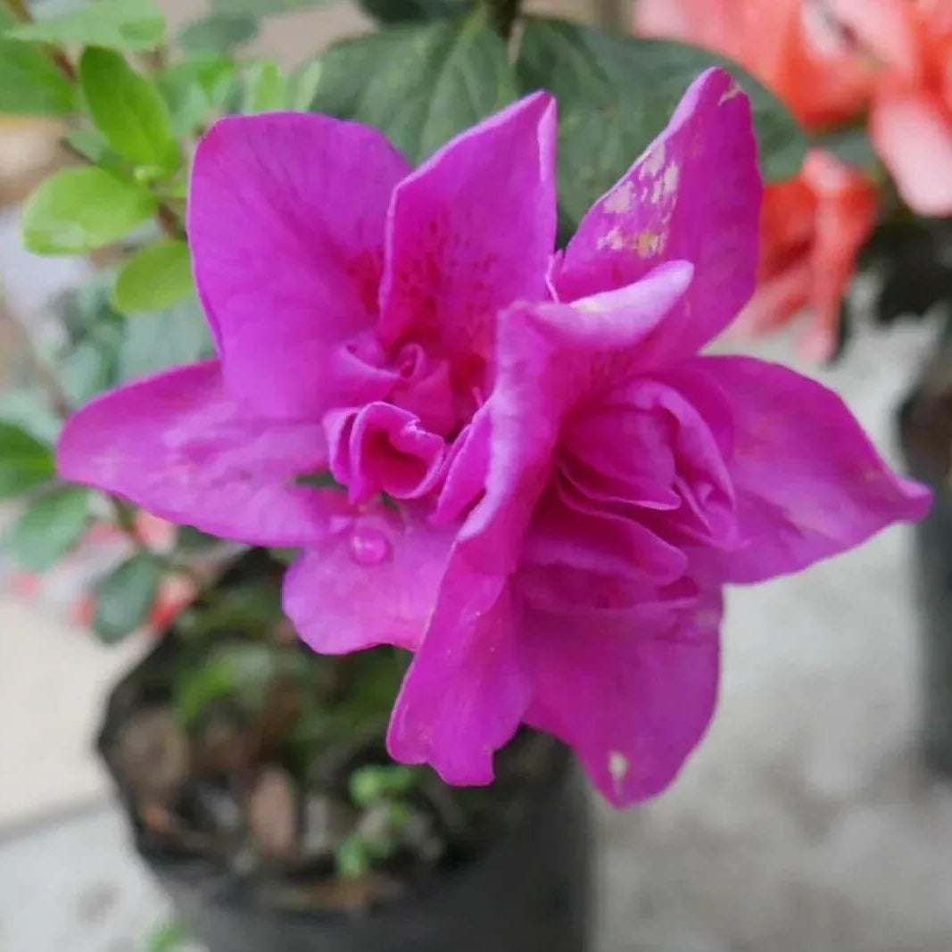 Purple Azalea Seeds