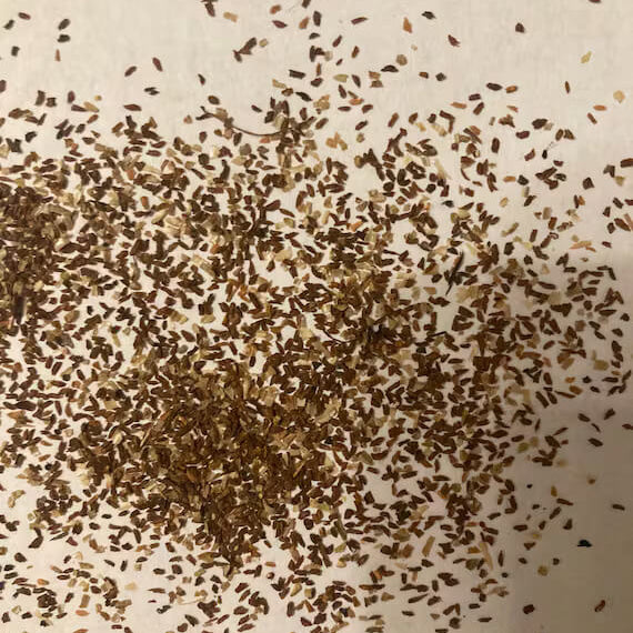 Purple Azalea Seeds
