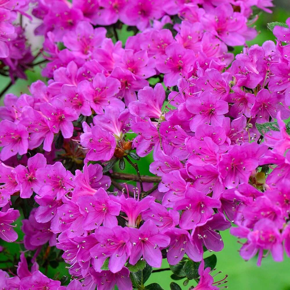 Purple Azalea Seeds