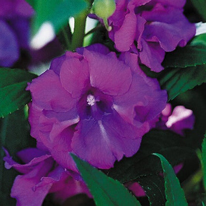 Purple Balsam Camellia Seeds 
