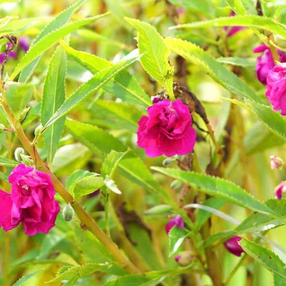 Purple Balsam Camellia Seeds 