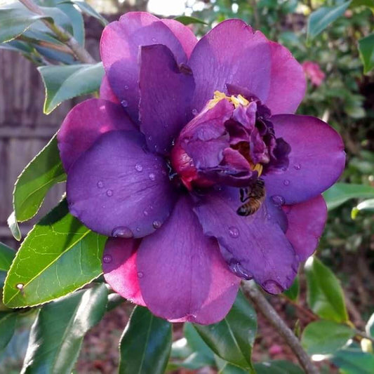 Purple Balsam Camellia Seeds 