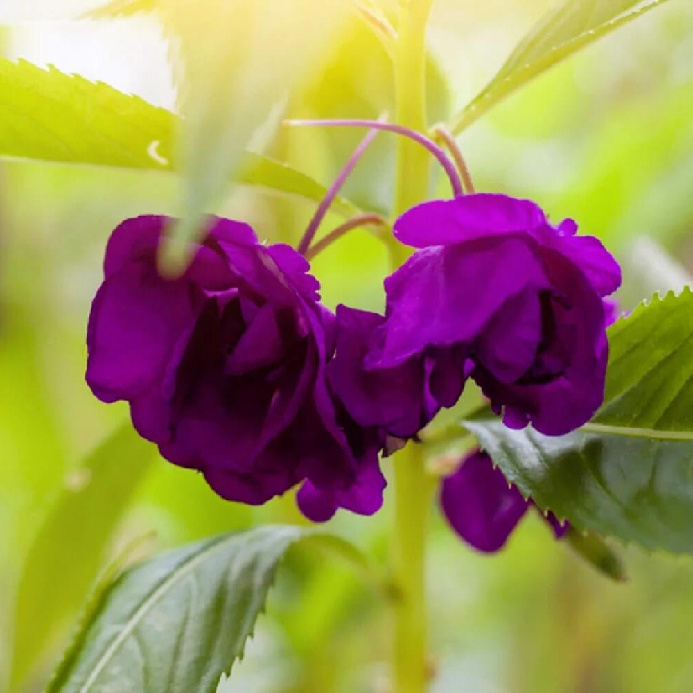 Purple Balsam Camellia Seeds 