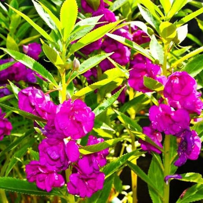 Purple Balsamine Seeds