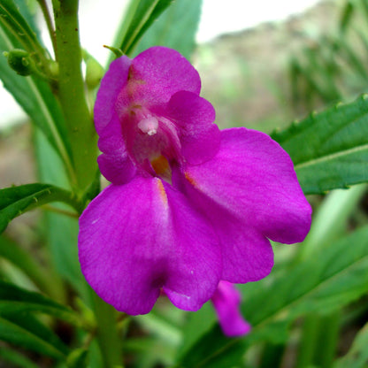 Purple Balsamine Seeds