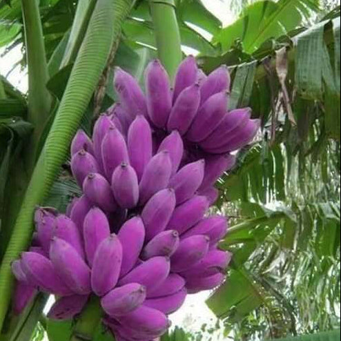 Purple Banana Seeds