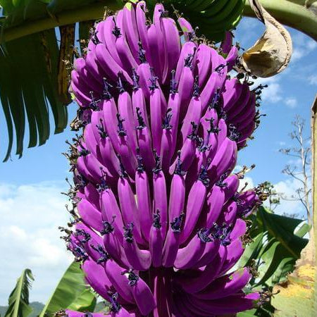Purple Banana Seeds