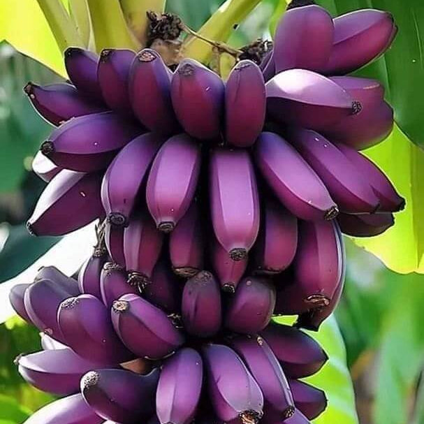 Purple Banana Seeds