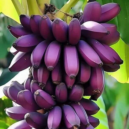 Purple Banana Seeds