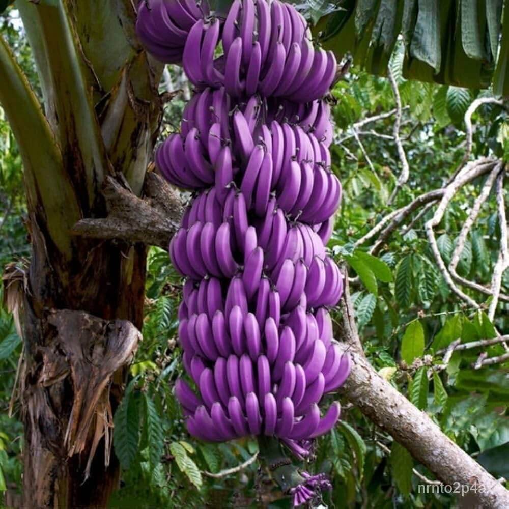 Purple Banana Seeds