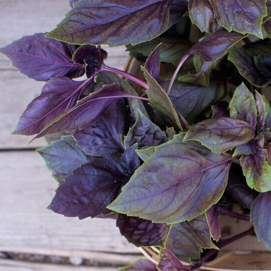 Purple Basil Seeds - Herbal Plant