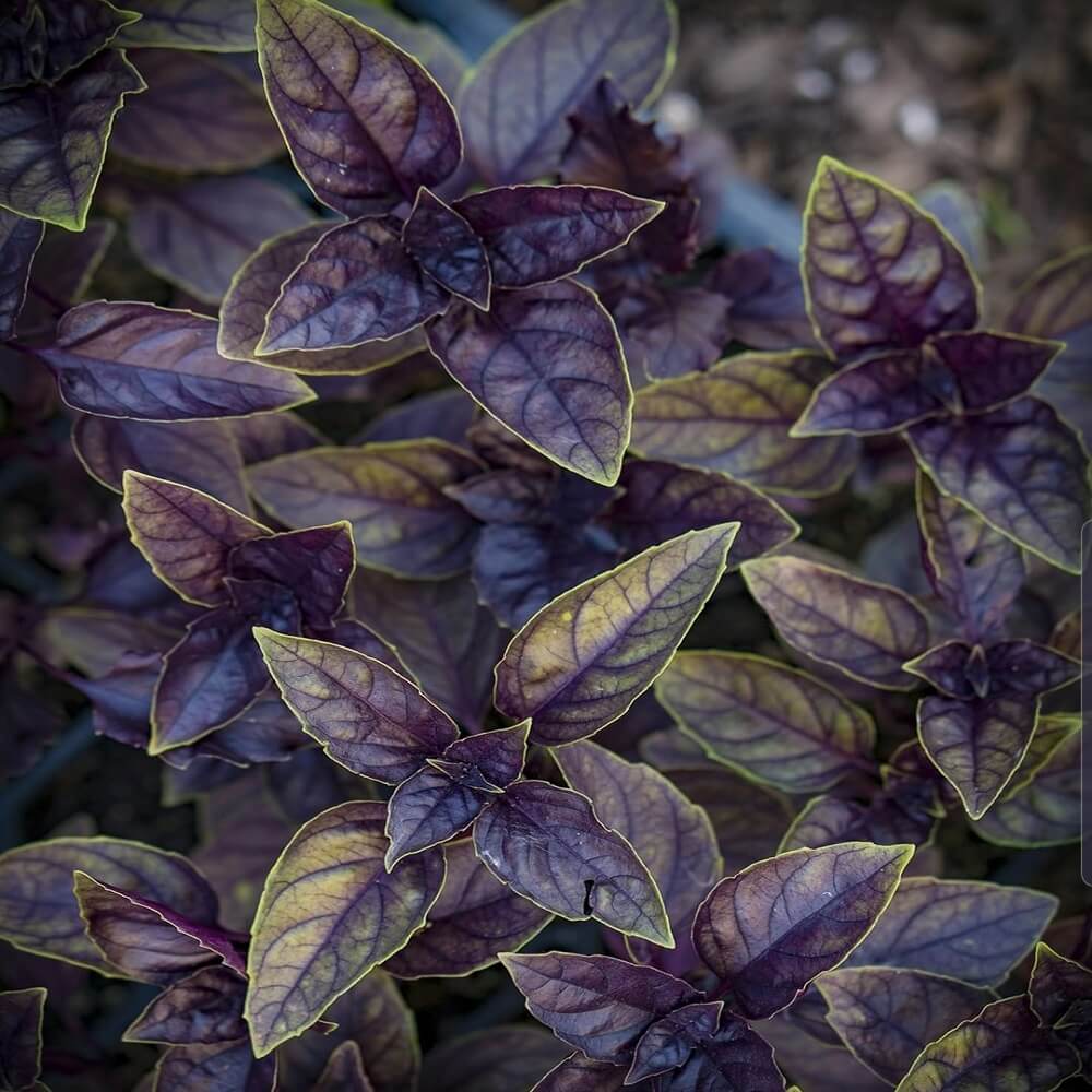 Purple Basil Seeds - Herbal Plant