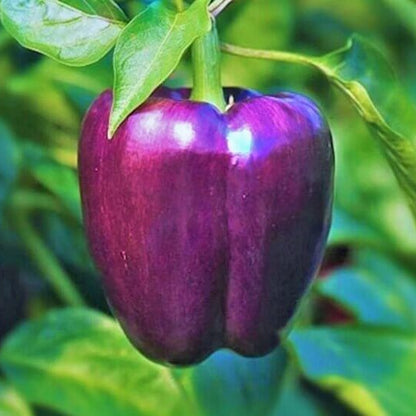 Purple Beauty Pepper Seeds - Vegetable Plant