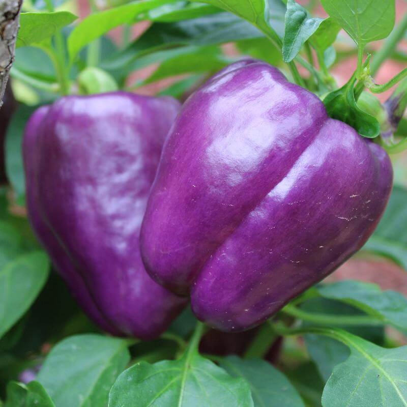 Purple Beauty Pepper Seeds - Vegetable Plant