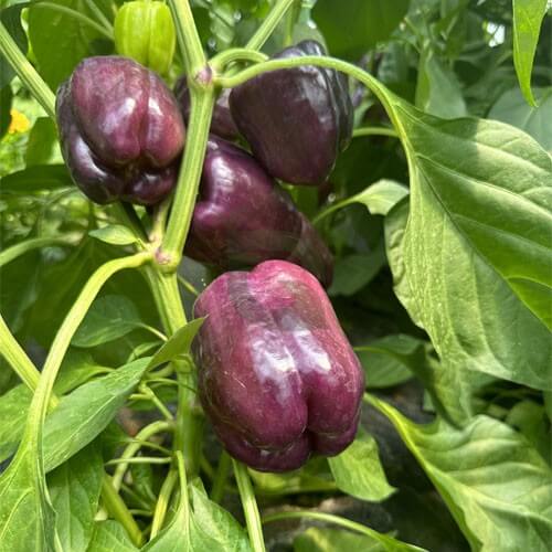 Purple Beauty Pepper Seeds - Vegetable Plant