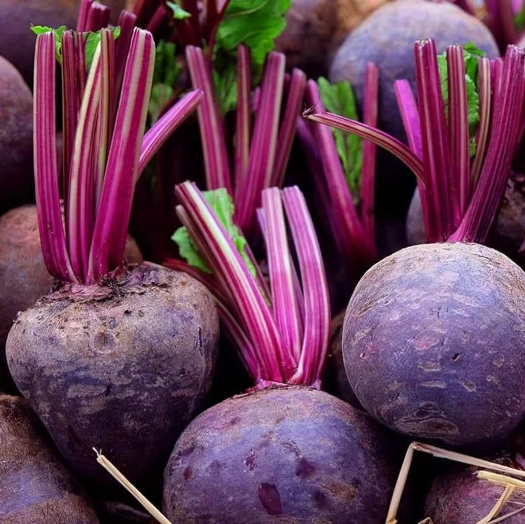Purple Beet Seeds - Vegetable Plant