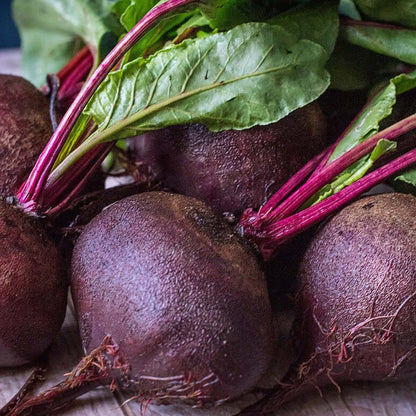 Purple Beet Seeds - Vegetable Plant