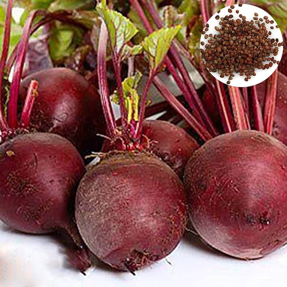 Purple Beet Seeds - Vegetable Plant