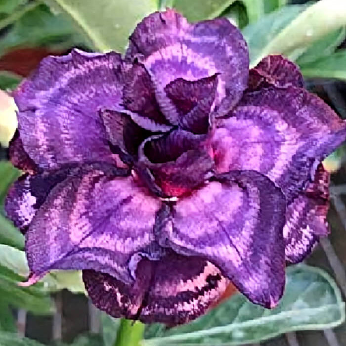 Purple Black Desert Rose Seeds - Flower Plant