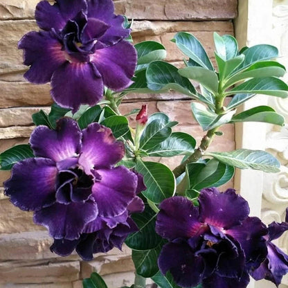 Purple Black Desert Rose Seeds - Flower Plant