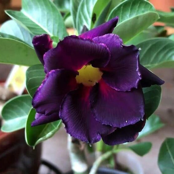 Purple Black Desert Rose Seeds - Flower Plant