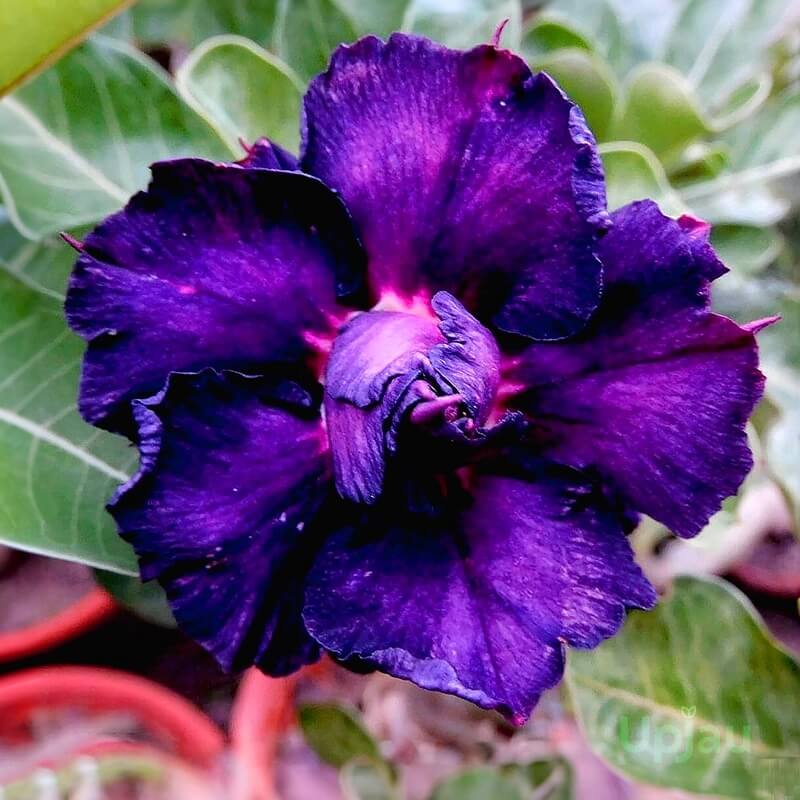 Purple Black Desert Rose Seeds - Flower Plant