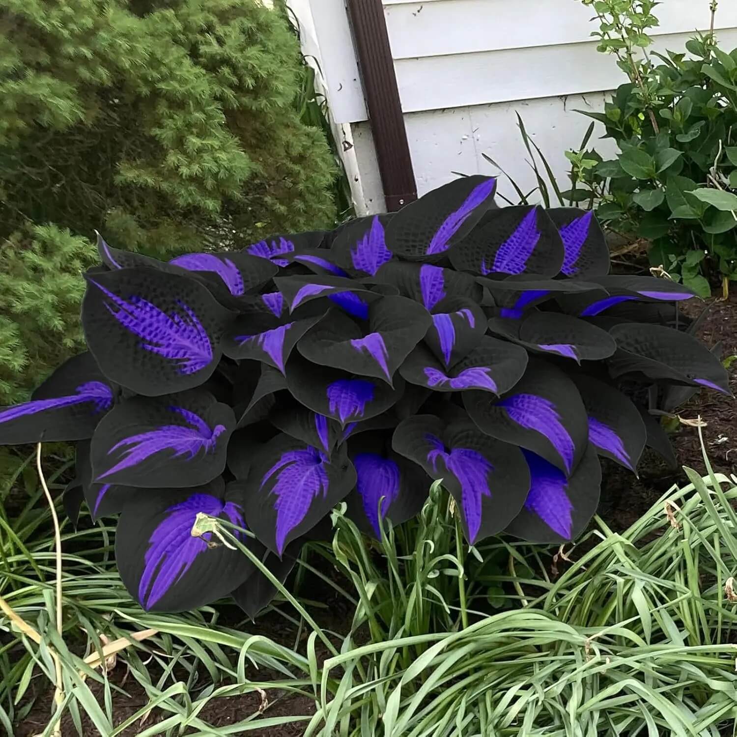 Purple Black Shade Hosta Seeds 