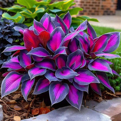 Purple Black Shade Hosta Seeds 